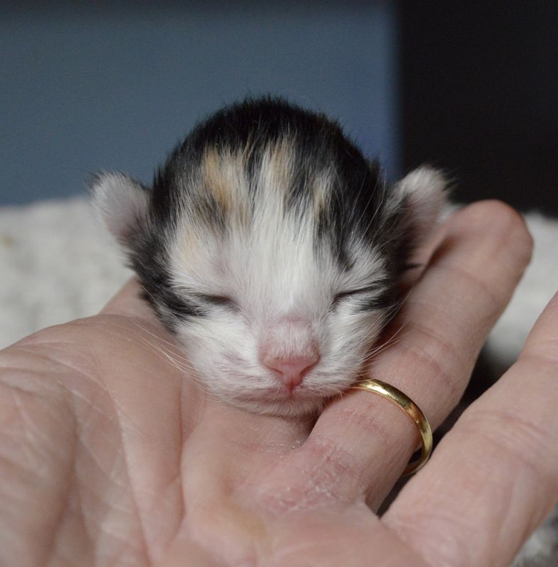 Brünhilde a donné naissance à deux petites chatounes en pleine forme mais quelque jours plus tard, l'une d'entre elles nous a quitté.