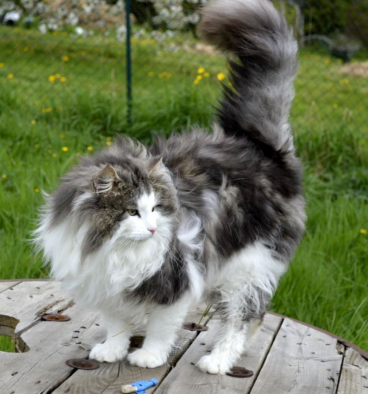 Chat retraité à vendre !
