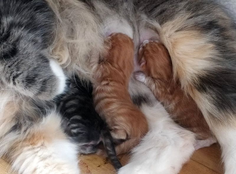 Lyria a donné naissance à trois petits mâles bien costauds, ce 24 juin