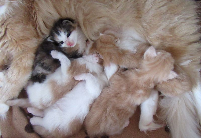 Le 5 octobre, Ruby a donné naissance à 5 magnifiques chatons. 4 mâles roux et une petite tortie.