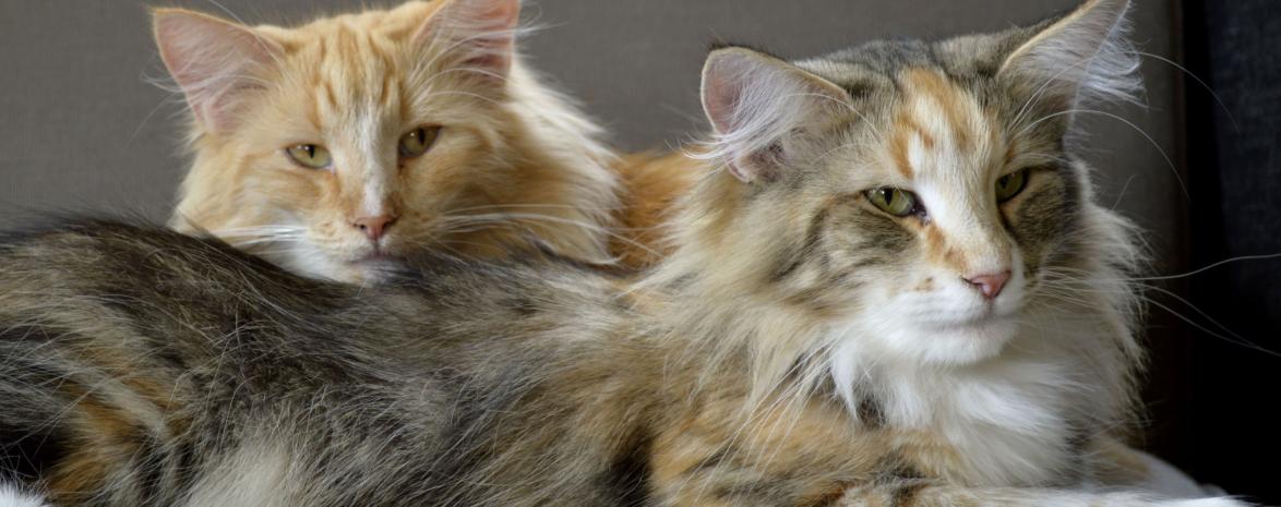 Ruby et Lyria