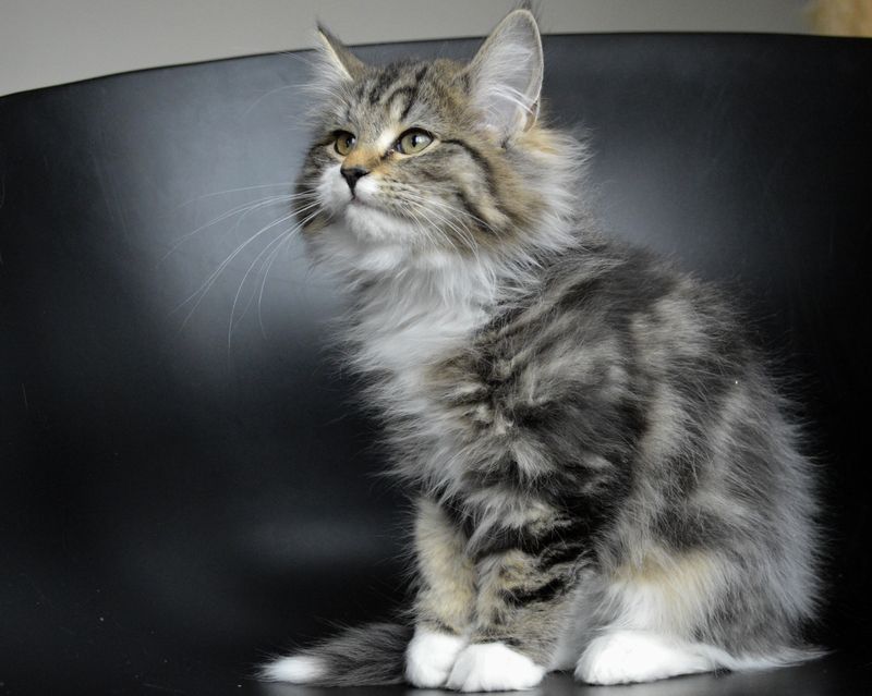 Il ne reste plus qu'une petite chatoune qui attend sa nouvelle famille, dans la portée de Shooting Star et Kelvin